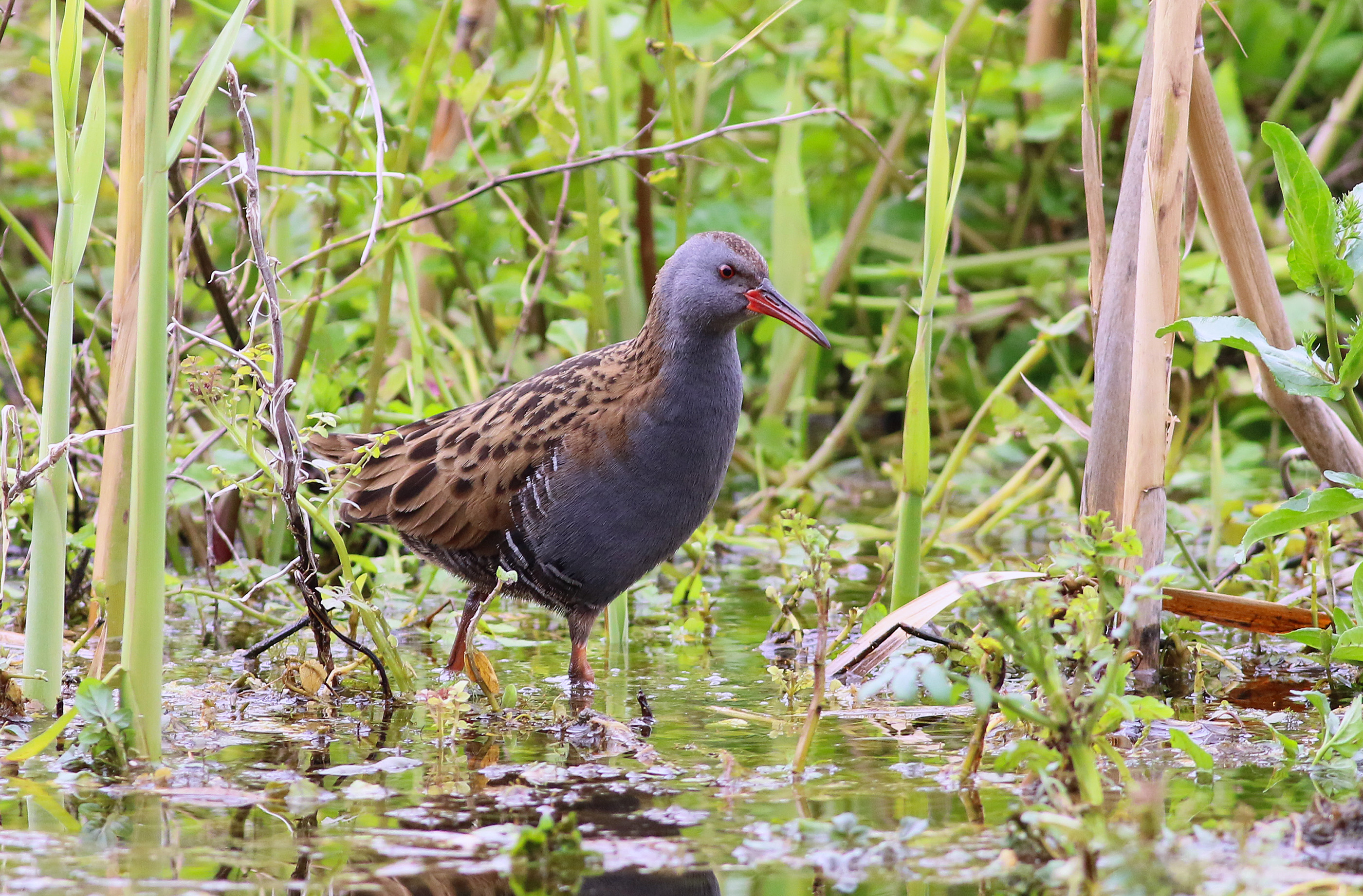 Water Rail